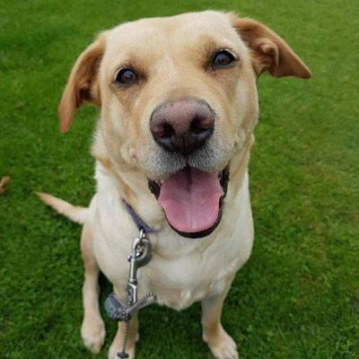 Small amber at suffolk dog show  exhausted